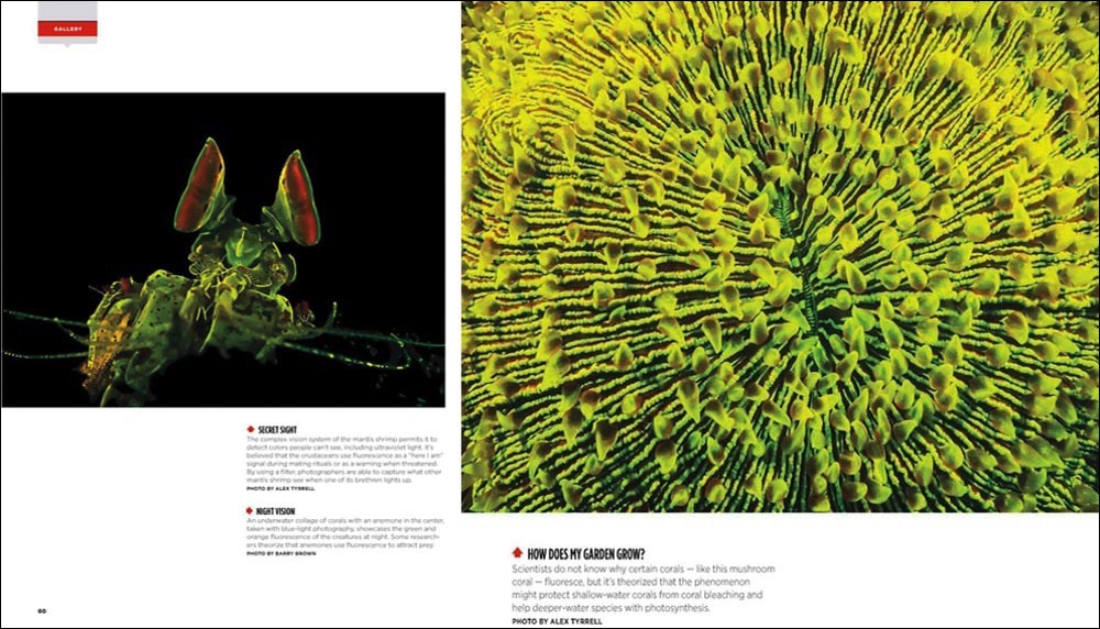 Sport Diver September 2013 Fluorescent 