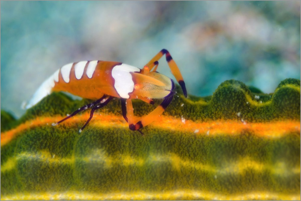 Custom-Underwater-Photograhy-Training-Emperor-Shrimp-2x3