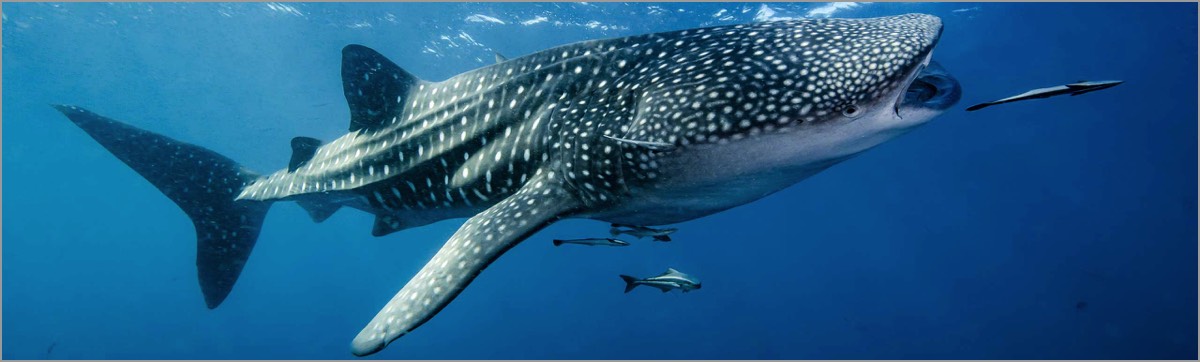 Extended-PADI-DUP-Course-Whaleshark