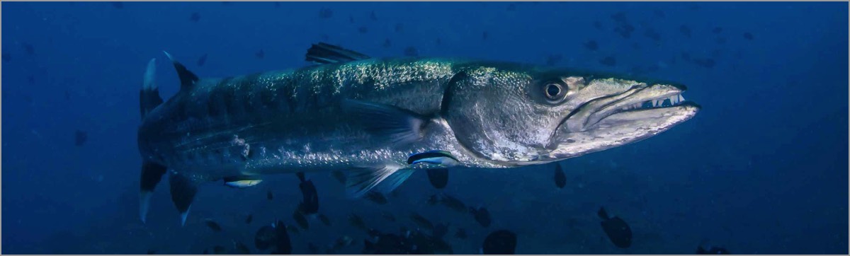 PADI-Dive-Centre-Pro-Photographer-Great-Barracuda