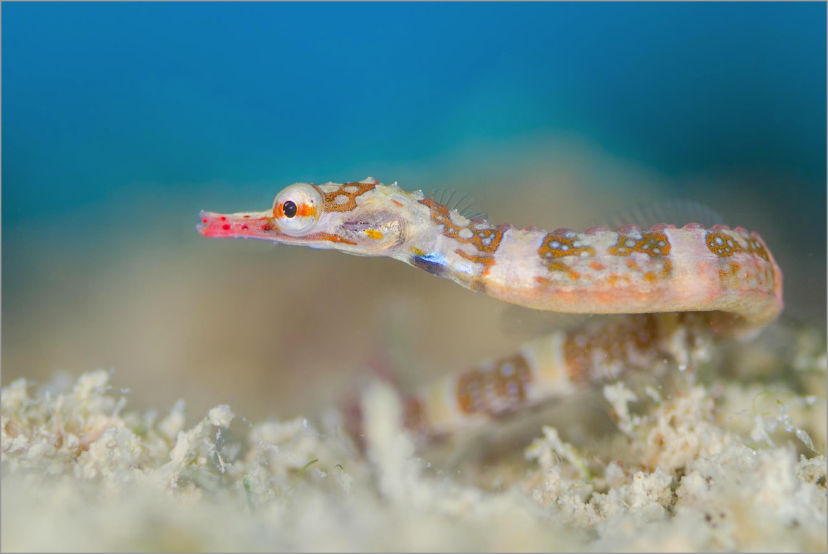 Broken-Bands-Pipefish